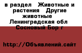  в раздел : Животные и растения » Другие животные . Ленинградская обл.,Сосновый Бор г.